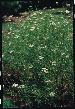 Picture of Cumin